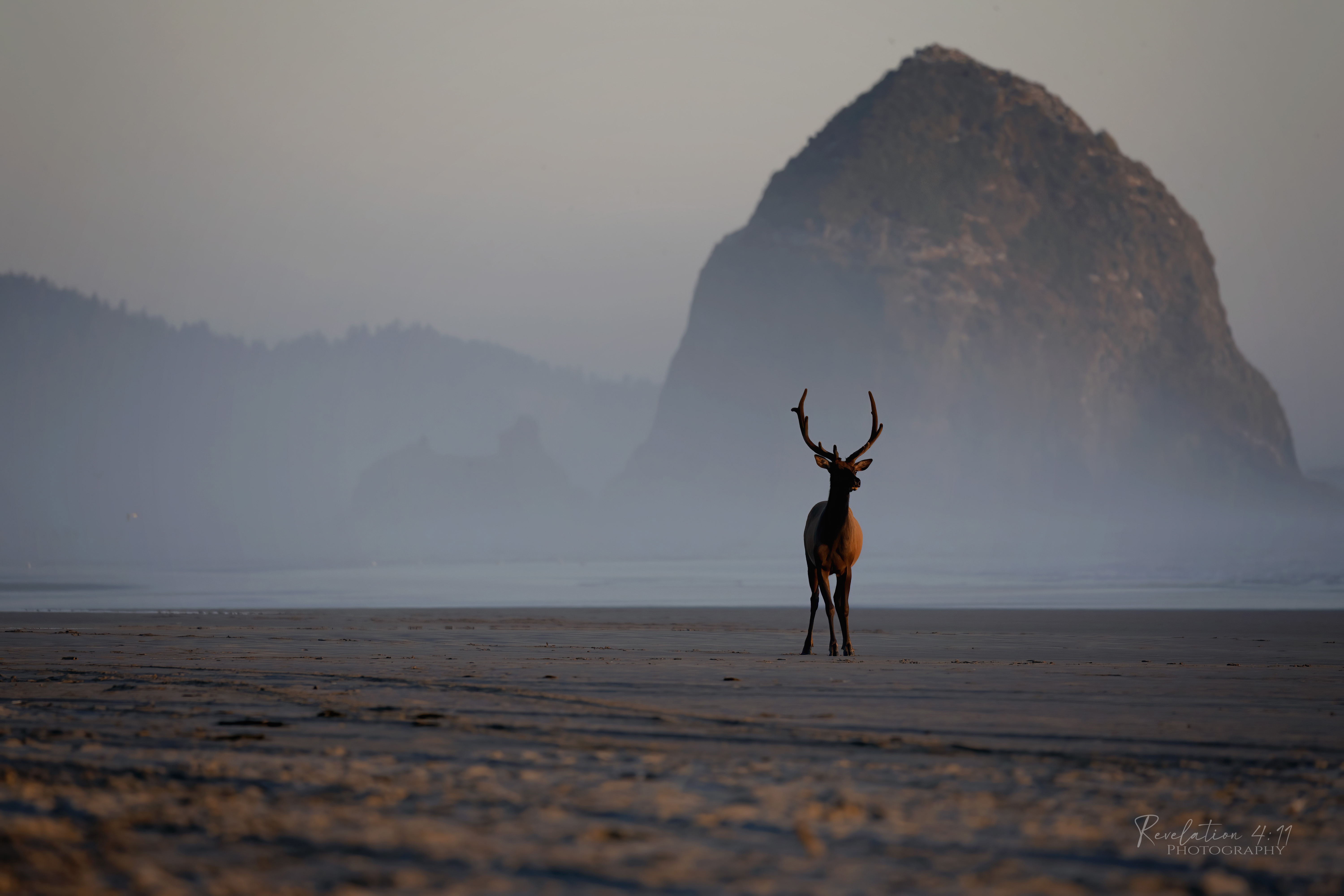 _T9A3984 copy2 copy wm